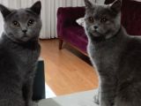Safkan British Sorthair Bir Erkek Bir Dişi Kedi