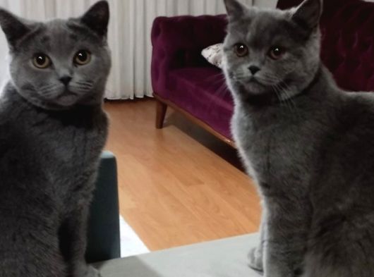 Safkan British Sorthair Bir Erkek Bir Dişi Kedi görsel