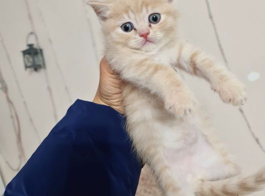 Teslime Hazır Minnoşlarım görsel
