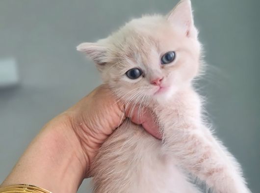 Teslime Hazır Minnoşlarım görsel