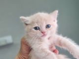 Teslime hazır minnoşlarım