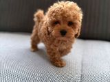 Seker Kivaminda Cok Ozel Toy Poodle Bebeklerimiz