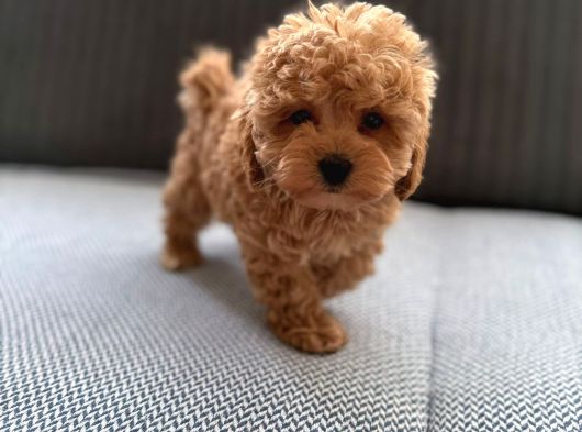 Seker Kivaminda Cok Ozel Toy Poodle Bebeklerimiz