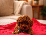 Redbrown Kore Poodle Yavrularimiz Yeni̇ Yuvasina Hazir