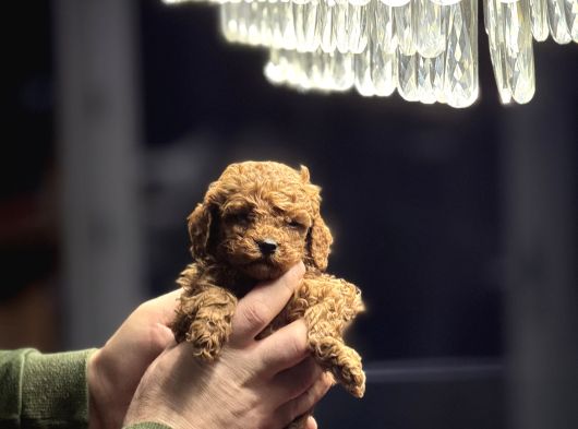Redbrown Kore Poodle Yavrularimiz Yeni̇ Yuvasina Hazir görsel