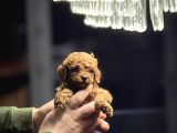Redbrown Kore Poodle Yavrularimiz Yeni̇ Yuvasina Hazir