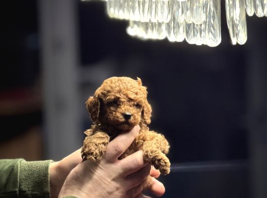 Redbrown Kore Poodle Yavrularimiz Yeni̇ Yuvasina Hazir görsel