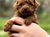 REDBROWN KORE POODLE YAVRULARIMIZ YENİ YUVASINA HAZIR