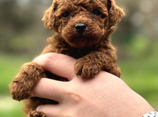 Redbrown Kore Poodle Yavrularimiz Yeni̇ Yuvasina Hazir