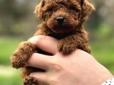 Redbrown Kore Poodle Yavrularimiz Yeni̇ Yuvasina Hazir
