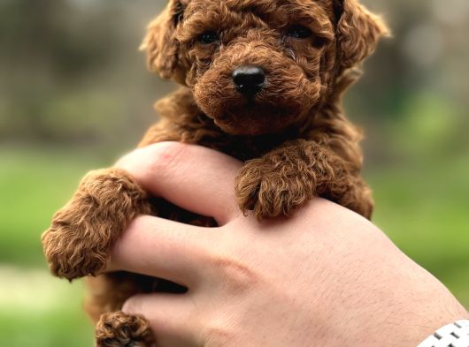 Redbrown Kore Poodle Yavrularimiz Yeni̇ Yuvasina Hazir görsel
