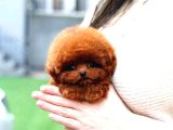Show Duzeydeki Toy Poodle Bebeklerim