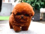 Sevimli Kore Kani Toy Poodle Bebeklerimiz