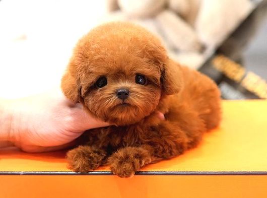 En Ozel Ve Guzel Toy Poodle Bebeklerimiz görsel