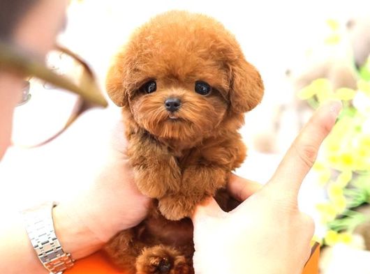 En Ozel Ve Guzel Toy Poodle Bebeklerimiz görsel