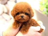 En Ozel Ve Guzel Toy Poodle Bebeklerimiz