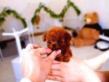 Super Star Toy Poodle Yavrularim