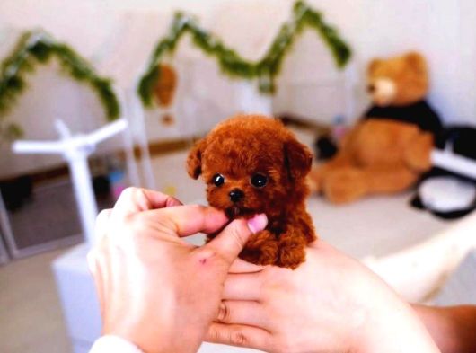 Super Star Toy Poodle Yavrularim görsel