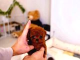 Super Star Toy Poodle Yavrularim