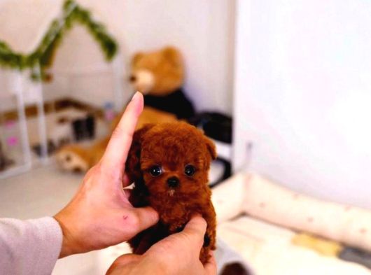 Super Star Toy Poodle Yavrularim görsel