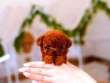 Super Star Toy Poodle Yavrularim
