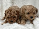 Safkan Maltipoo Yavru Bebişler