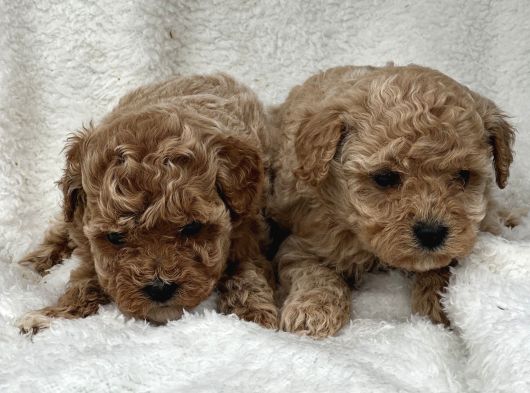 Safkan Maltipoo Yavru Bebişler görsel