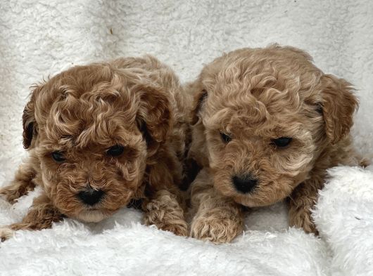Safkan Maltipoo Yavru Bebişler görsel