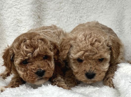 Safkan Maltipoo Yavru Bebişler görsel