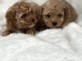 Safkan maltipoo yavru bebişler