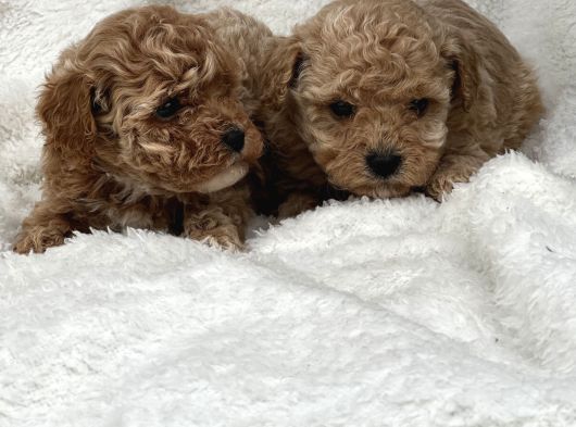 Safkan Maltipoo Yavru Bebişler