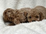 Safkan Maltipoo Yavru Bebişler