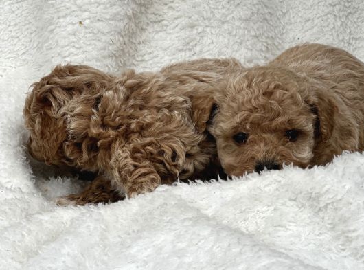 Safkan Maltipoo Yavru Bebişler görsel