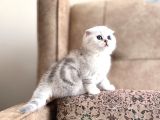 Muhteşem Soy Full Şecereli Anne Baba Özel Bebeğimiz