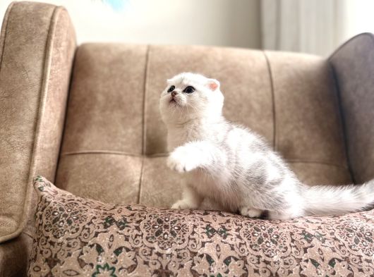 Muhteşem Soy Full Şecereli Anne Baba Özel Bebeğimiz görsel