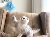 Muhteşem Soy Full Şecereli Anne Baba Özel Bebeğimiz