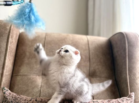 Muhteşem Soy Full Şecereli Anne Baba Özel Bebeğimiz görsel