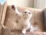 Muhteşem soy Full Şecereli Anne Baba özel Bebeğimiz