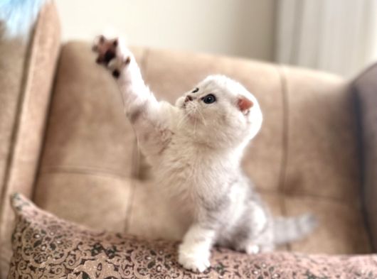 Muhteşem Soy Full Şecereli Anne Baba Özel Bebeğimiz