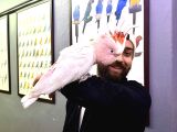 Türkiyede Nadir Bulunan Evcil Konuşan İnka Kakadu Papağanı