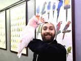 Türkiyede Nadir Bulunan Evcil Konuşan İnka Kakadu Papağanı