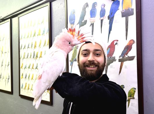 Türkiyede Nadir Bulunan Evcil Konuşan İnka Kakadu Papağanı görsel