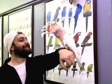 Türkiyede Nadir Bulunan Evcil Konuşan İnka Kakadu Papağanı