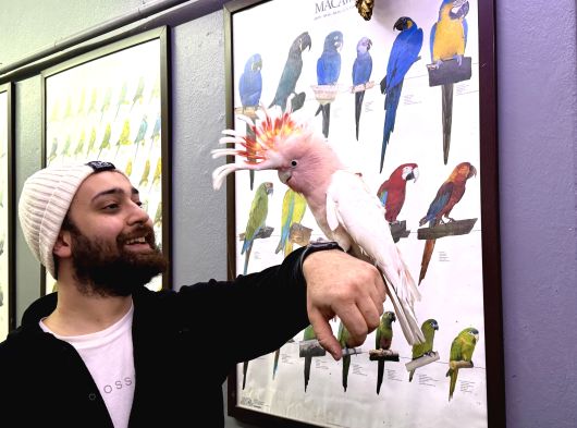 Türkiyede Nadir Bulunan Evcil Konuşan İnka Kakadu Papağanı görsel