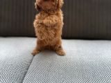 Seker Kivaminda Cok Ozel Toy Poodle Bebeklerimiz