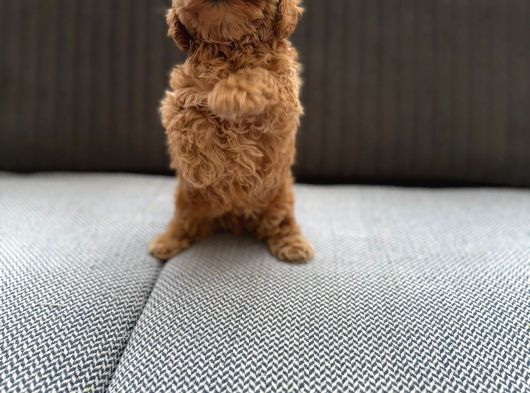 Seker Kivaminda Cok Ozel Toy Poodle Bebeklerimiz görsel
