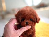 Red Brown Toy Poodle Bebeklerimiz