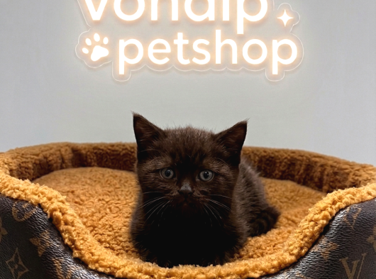 Vonalp Pet Garantisiyle Efsane Güzelli̇kte Bri̇ti̇sh Shorthai̇r