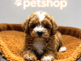 VONALP PET GARANTISIYLE EFSANE GÜZELLİKTE mALTİPOO