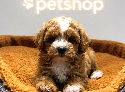 Vonalp Pet Garantisiyle Efsane Güzelli̇kte Malti̇poo